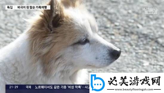 韩空难一家9口遇难仅剩小狗苦等