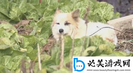 韩空难一家9口遇难仅剩小狗苦等