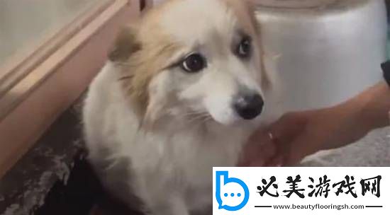 韩空难一家9口遇难仅剩小狗苦等