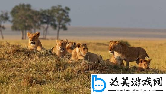 非洲8岁男孩在野生动物园独自生存5天