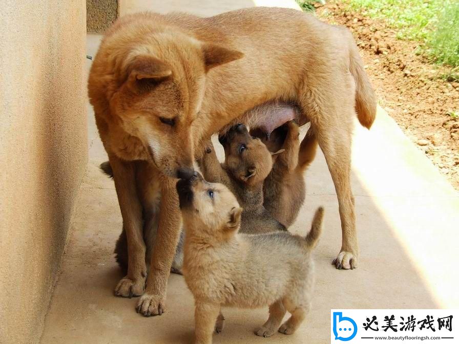 “狗崽子”与“麻辣婆媳”