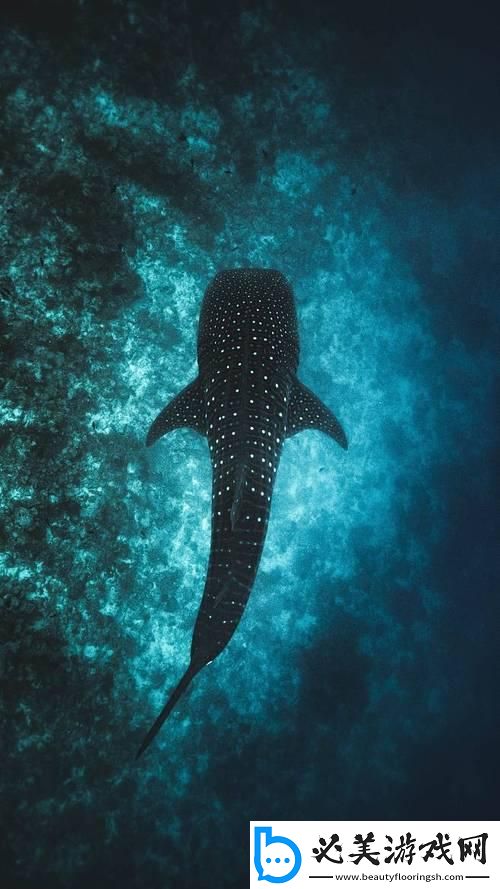 696969大但的艺术鲸鲨